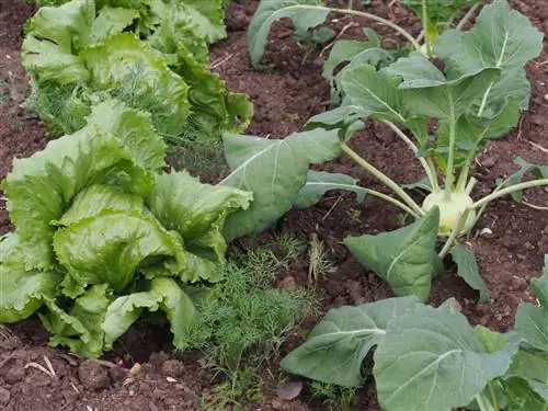 salata iceberg-vecini-răi