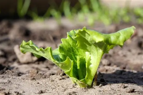 Berba iceberg salate nekoliko puta: najbolji savjeti