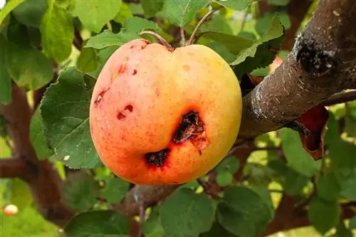 maskar på äppelträdet