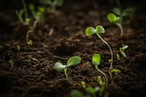 Kupanda lettuki ya barafu: vidokezo bora