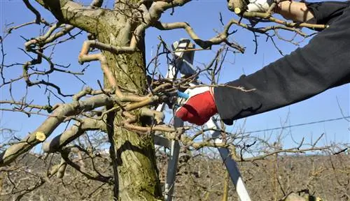 Prepoznajte in odrežite divje poganjke na jablanah