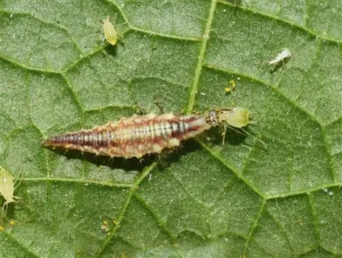 lacewings-বনাম- aphids