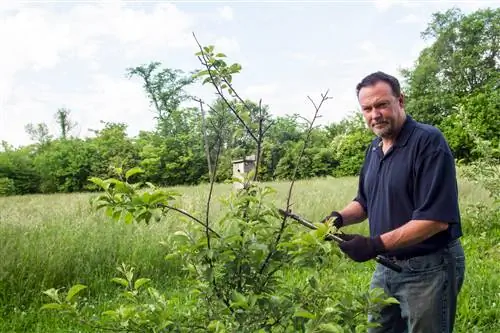 dwergappelboom kappen