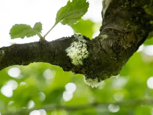 Herken en bestrijd wolluizen op appelbomen