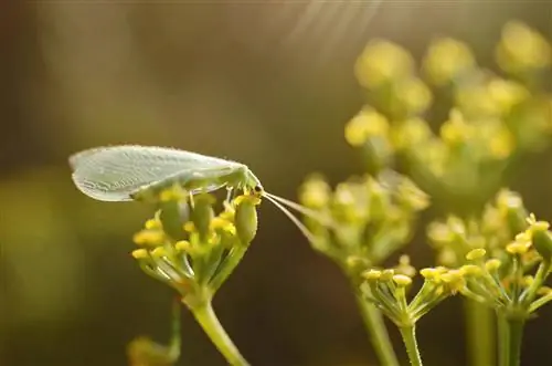 Mang-akit ng lacewings