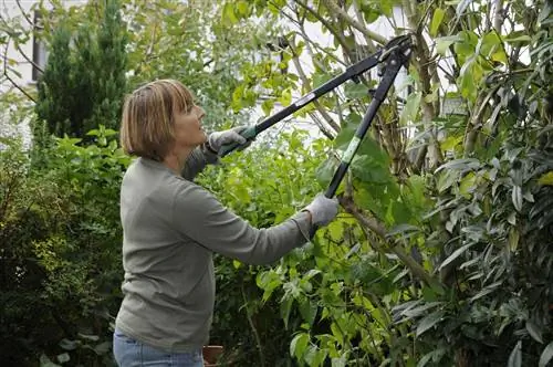 Composter des lilas - c'est ainsi que les coupures deviennent de l'humus précieux