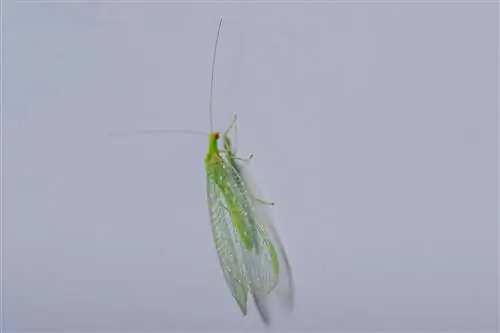 Lacewings: Welcome guests in the house?