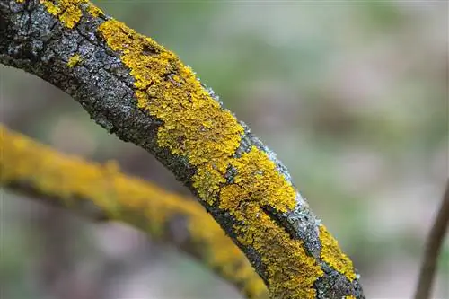 infestação de líquen lilás