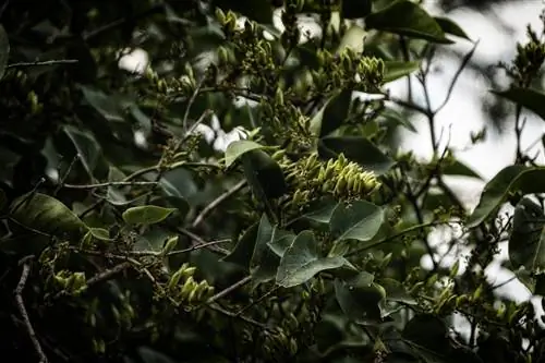 The fruits of the lilac