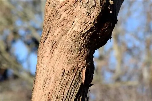 Syrenens bark lossnar: orsaker och botemedel