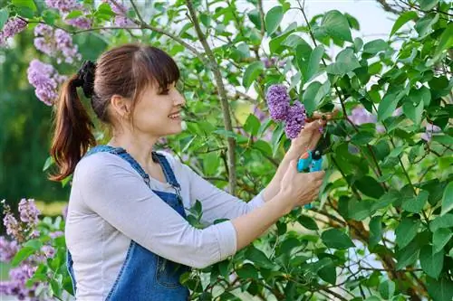 چیدن یاس بنفش برای گلدان