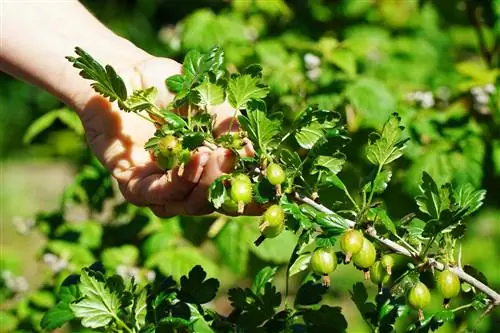 Lila en appelliefie: Kom die plante oor die weg?