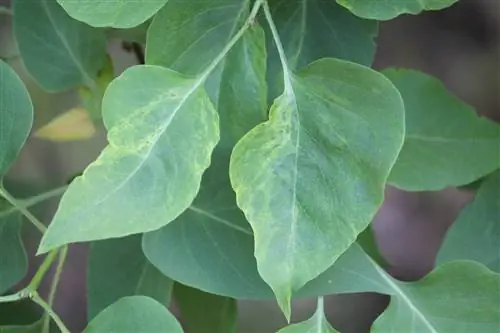 লিলাকের কার্ল রোগ আছে: কারণ এবং প্রতিকার