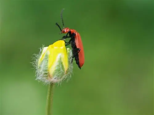 Cosa mangiano gli scarabei di fuoco?