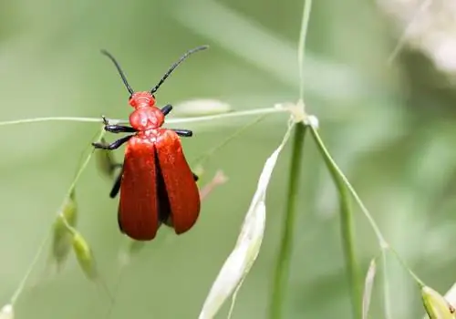 fire beetle