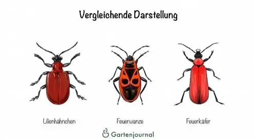 Representación comparativa de la gallina lirio, la chinche de fuego y el escarabajo de fuego.