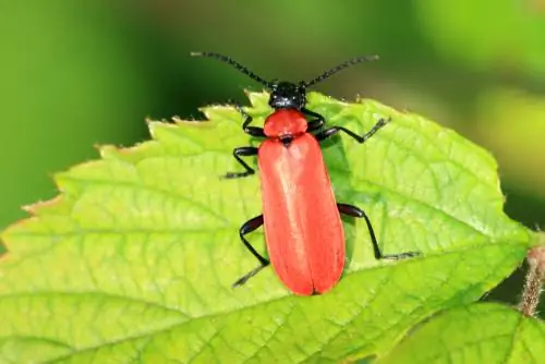 Fire beetle - dangerous pest or useful?