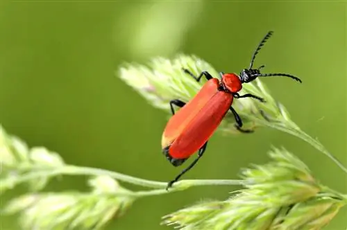 grimizna vatrena buba