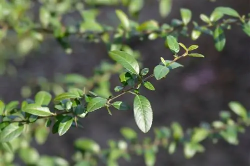 foglie di agazzino