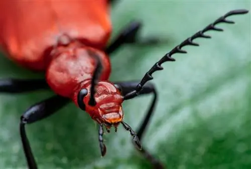 scarabeo di fuoco velenoso