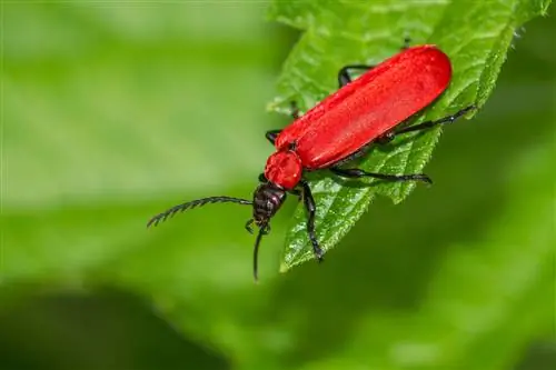 The fire beetle – a pest that needs to be fought?