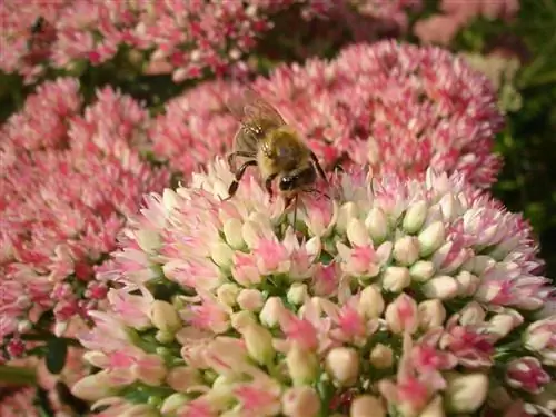 stonecrop bees