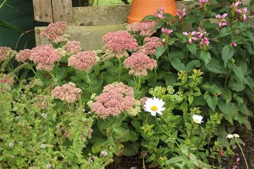 Gray mold on the sedum: causes and control