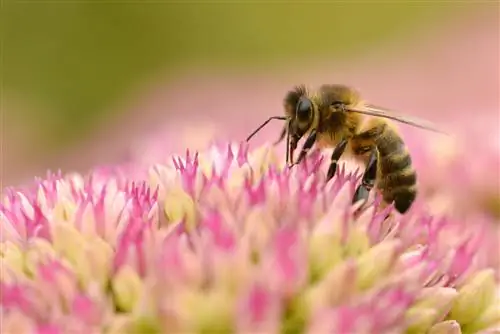 زنبورهای sedum