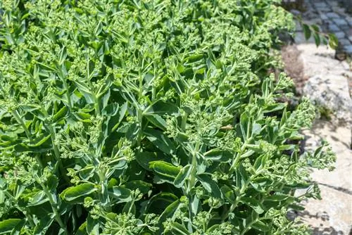 Labanan ang mga stonecrop nang mabisa at sa paraang ecologically friendly