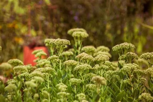 Strijd tegen sedum en echte meeldauw