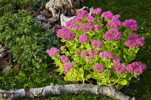 stonecrop fertilizer