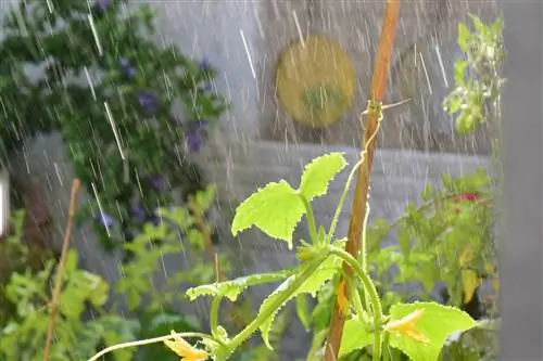 الخيار في الحقل بدون حماية من المطر