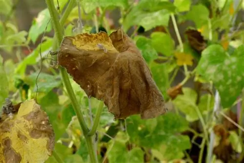 Daun mentimun luar ruangan berubah warna menjadi coklat