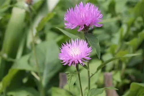 የ knapweed - ቀንድ አውጣ የማይበገር የበጋ አበባ?