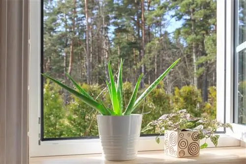 Om aloe vera tappar sin färg – vad ska man göra?