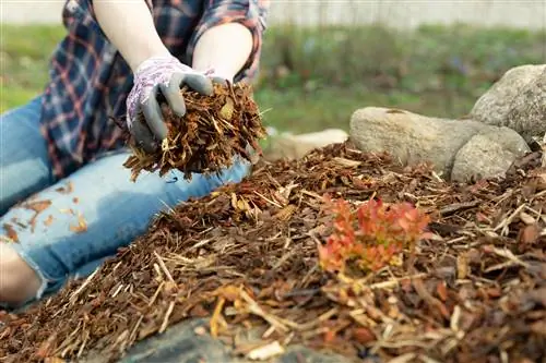 Një shtresë mulch e bërë nga lëvorja – pozitive për jargavanin?