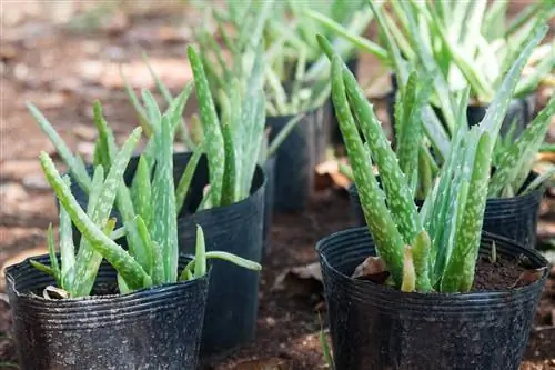 Manchas blancas en el aloe vera: ¿por qué?