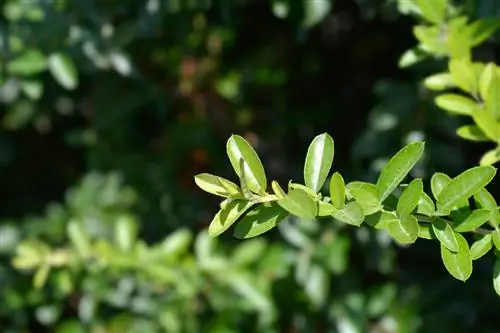 Το αγκάθι δεν ανθίζει: αιτίες και θεραπείες