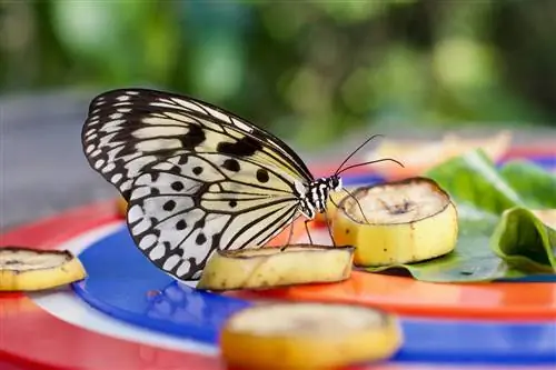 Ang sobrang hinog na saging ay masarap sa mga butterflies