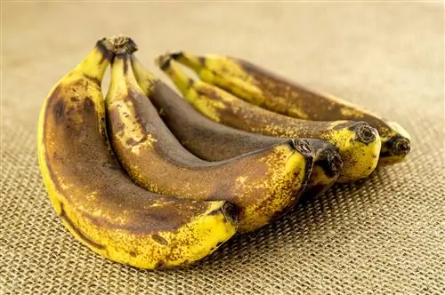 marrone banana