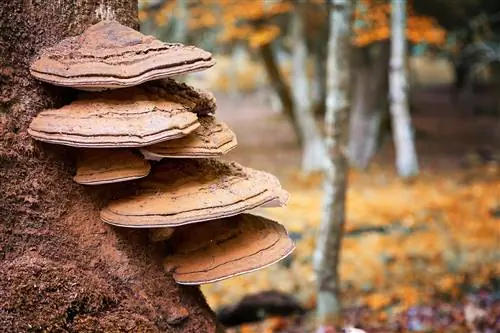 Un fungo arboreo su un faggio: potrebbe essere questo