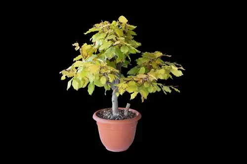 pohon beech dalam pot