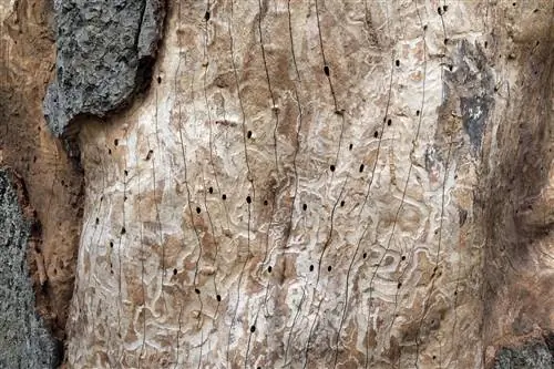 Bark beetles on beech ntoo: kev puas tsuaj, qhov tshwm sim thiab kev tiv thaiv