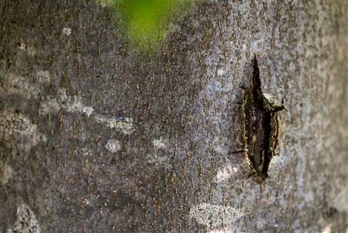 Ang puno ng beech ay dumudugo: Hindi palaging hindi nakakapinsala