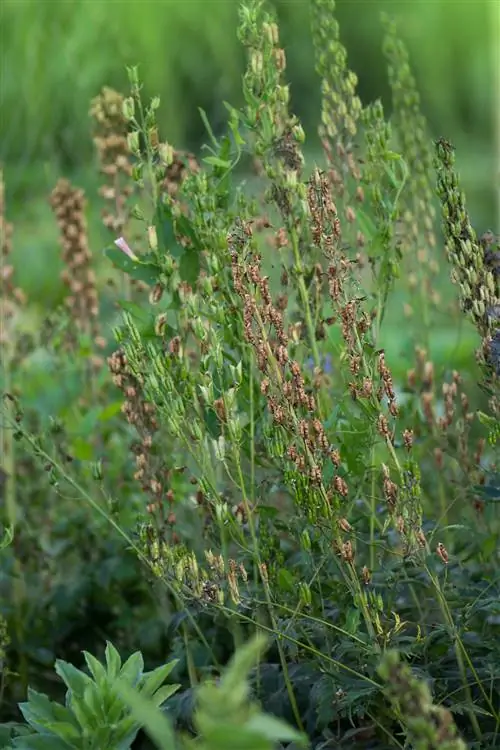 Withered delphinium