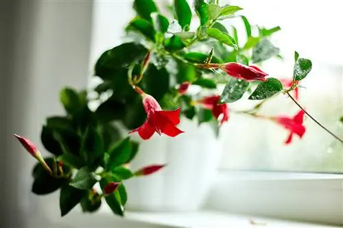 Dipladenia nyob rau hauv windowsill