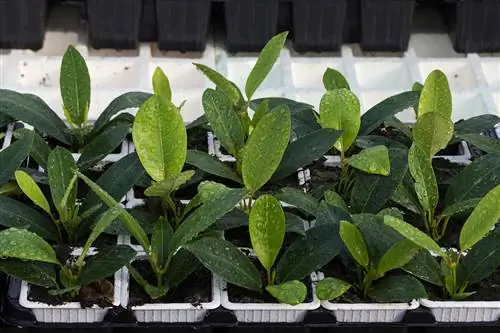 Dipladenia cuttings