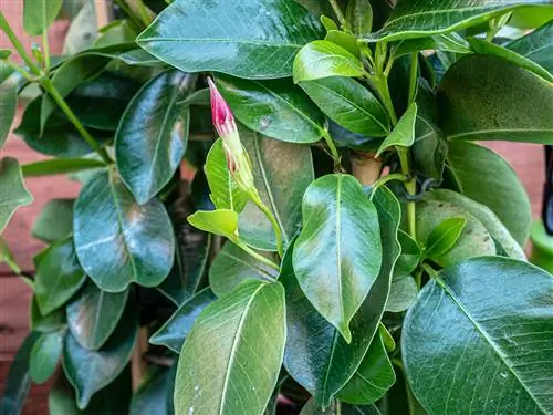 Dipladenia bud