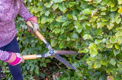 beech radical cutting