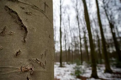 The bark on the beech tree bursts: causes and measures